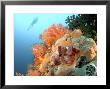 Bearded Scorpion Fish On Coral, Indonesia by Mark Webster Limited Edition Print