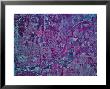 Oklahoma City, Oklahoma by Stocktrek Images Limited Edition Pricing Art Print