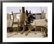 Us Air Force Military Working Dog Sits On A Us Army M2a3 Bradley Fighting Vehicle by Stocktrek Images Limited Edition Print