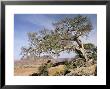On The Flank Of Mount Workamba, Tambien Region, Tigre Province, Ethiopia, Africa by Bruno Barbier Limited Edition Print