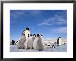 Emperor Penguin (Aptenodytes Forsteri) And Chicks, Snow Hill Island, Weddell Sea, Antarctica by Thorsten Milse Limited Edition Pricing Art Print