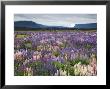 Blooming Lupine Near Town Of Teanua, South Island, New Zealand by Dennis Flaherty Limited Edition Print