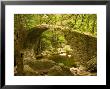 Genoan Bridge In Vegetation Of Gorges De Spelonca, Ponte De Zaglia, Corsica, France by Trish Drury Limited Edition Print