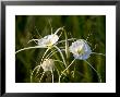 Spider Lily On Edge Of Pond Near Cuero, Texas, Usa by Darrell Gulin Limited Edition Print