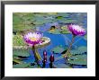 Water Lilies With Blooms, Caribbean by Greg Johnston Limited Edition Print