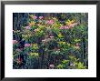 Redwood Trees And Rhodies In Bloom, Redwoods National Park, California, Usa by Terry Eggers Limited Edition Print