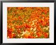 Poppies And Cream Cups, Antelope Valley, California, Usa by Terry Eggers Limited Edition Print