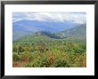 White Mountain National Forest, New Hampshire, New England, Usa by Amanda Hall Limited Edition Print