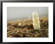 A White Asparagus Tip by Jost Hiller Limited Edition Pricing Art Print