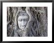 Buddha Head, Wat Phra Mahathat, Ayutthaya, Thailand by Michele Falzone Limited Edition Print