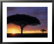 Acacia Tree At Sunrise, Serengeti National Park, Tanzania by Paul Joynson-Hicks Limited Edition Print