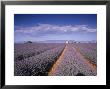 Lavender Fields, Provence, France by Jon Arnold Limited Edition Pricing Art Print