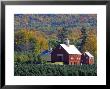 Christmas Tree Farm Near Springfield In Autumn, Vermont, Usa by Julie Eggers Limited Edition Print