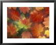 Vine Maple Autumn Colors, Issaquah, Washington, Usa by Darrell Gulin Limited Edition Print
