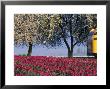 Tulip Fields, Skagit Valley, Washington, Usa by William Sutton Limited Edition Print