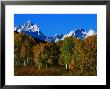 Autumn Colours Of Trees With Snow Capped Mountains In Distance, Grand Teton National Park, U.S.A. by Christer Fredriksson Limited Edition Print