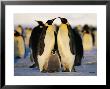 Emperor Penguins With Chick, Dawson-Lambton Glacier, Weddell Sea, Antarctica by David Tipling Limited Edition Print