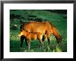 Mare And Foal, Easter Island, Valparaiso, Chile by Peter Hendrie Limited Edition Print