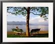 Benches At Lakeside Gardens On Lake Maggiore, Stresa, Piedmont, Italy by Glenn Van Der Knijff Limited Edition Print