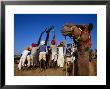 Camel And Men Working On Camel Cart, Pushkar, Rajasthan, India by Dallas Stribley Limited Edition Print