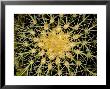 Close View Of The Spiked Flower Of A Succulent Plant, Groton, Connecticut by Todd Gipstein Limited Edition Print