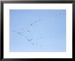 Migrating Canada Geese Flying North Over Pennsylvania by Tim Laman Limited Edition Print