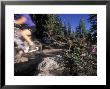 Woman Mountain Biking On The Flume Trail In Motion by Rich Reid Limited Edition Pricing Art Print