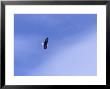 An American Bald Eagle In Flight In A Blue Sky by Heather Perry Limited Edition Pricing Art Print
