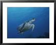 An Endangered Green Sea Turtle In A Blue Sea Off Of Bonaire Island by George Grall Limited Edition Print