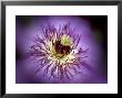 Close View Of A Clematis Flower by Rex Stucky Limited Edition Print