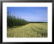 Barley And Hop Fields Grown For Beer by Taylor S. Kennedy Limited Edition Print