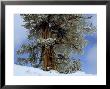 Bristlecone Pine Tree Blanketed In Snow, California by Tim Laman Limited Edition Pricing Art Print