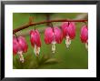 Bleeding Hearts Flower In The Springtime, Jamaica Plain, Massachusetts, Usa by Darlyne A. Murawski Limited Edition Pricing Art Print