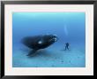 A Diver Has A Close Encounter Wih A Southern Right Whale by Brian J. Skerry Limited Edition Print