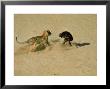 Leopard About To Kill A Terrified Baboon by John Dominis Limited Edition Print
