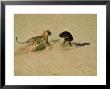 Leopard About To Kill A Terrified Baboon by John Dominis Limited Edition Pricing Art Print