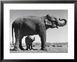 Butch, Baby Female Indian Elephant In The Dailey Circus, Standing Beneath Full Size Elephant by Cornell Capa Limited Edition Print