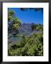 Pine Trees Near El Mirador De La Cumbrecita, La Palma, Spain by Marco Simoni Limited Edition Print