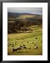 Sheep On Pastureland Near Cape Jervis, Fleurieu Peninsula, South Australia, Australia by Robert Francis Limited Edition Print