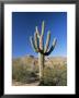 Saguaro Cactus (Cereus Giganteus), Saguaro National Park (West), Tucson, Arizona, Usa by Ruth Tomlinson Limited Edition Print