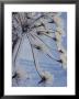 Close-Up Of 'Jewels' Of Ice On A Plant, Norway, Scandinavia, Europe by Kim Hart Limited Edition Pricing Art Print