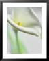 A White Calla Lily by Dr. Martin Baumgartner Limited Edition Print