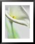 A White Calla Lily by Dr. Martin Baumgärtner Limited Edition Pricing Art Print