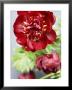 Red Peonies by Sebastian Vogt Limited Edition Print