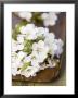 Cherry Blossom On A Wooden Board by Sara Deluca Limited Edition Print