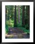 Dirt Road Into Opal Creek Wilderness Area, Central Oregon Cascades, Usa by Janis Miglavs Limited Edition Print