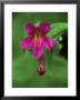 Lewis Monkey Flower, Mt. Rainier National Park, Washington, Usa by Rob Tilley Limited Edition Print