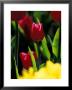 Red Tulip At Roozengaarde Display Garden, Skagit Valley, Washington, Usa by William Sutton Limited Edition Print