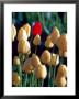 Red Tulip, Washington, Usa by William Sutton Limited Edition Pricing Art Print