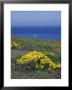 Giant Coeropsis, Blue Dicks And Ice Plant On Anacapa Island, California by Rich Reid Limited Edition Print